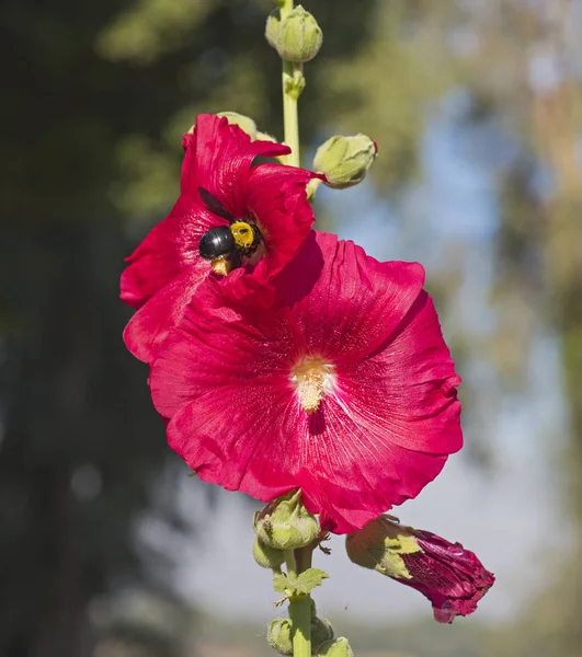 Gros plan d'une fleur rouge hibiscus rosa sinensis avec bourdon — Photo