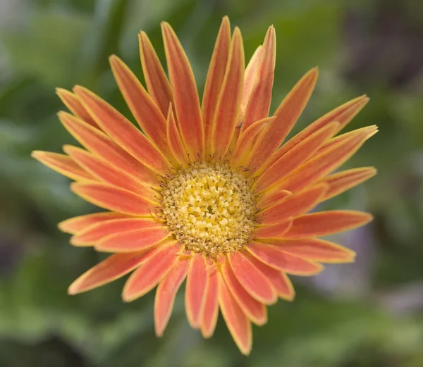 Primer plano de una flor de margarita naranja en un jardín ornamental —  Fotos de Stock