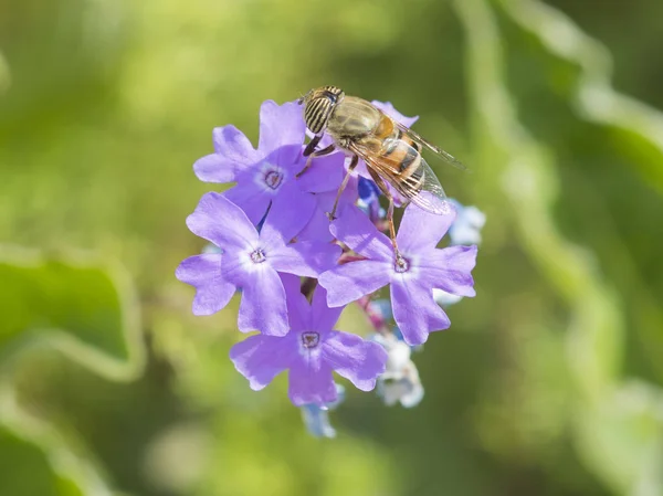 庭の紫色のエリザベスアールの花に餌を与える花のフライ — ストック写真