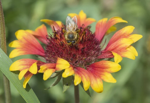 Abeja de miel recogiendo polen en una flor de rueda de fuego amarilla y roja —  Fotos de Stock