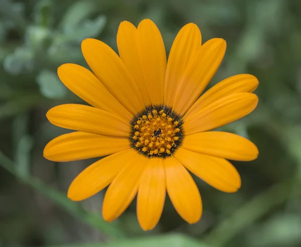 Primer plano de una flor de margarita amarilla en un jardín ornamental —  Fotos de Stock