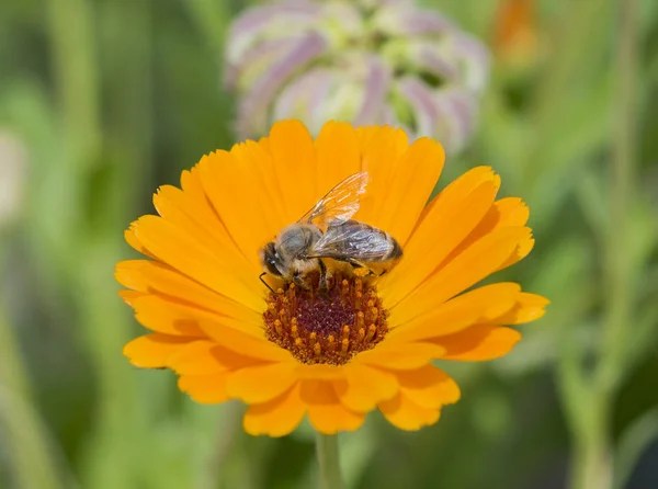 Ape miele raccolta polline su un fiore margherita giallo — Foto Stock