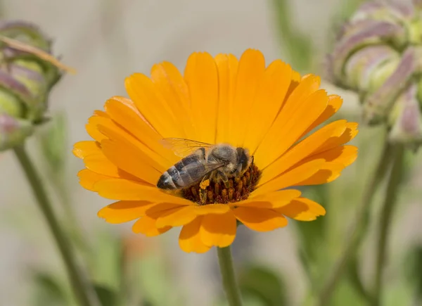 Honigbiene sammelt Pollen an einer gelben Gänseblümchenblümchen-Blume — Stockfoto