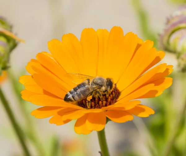 Honigbiene sammelt Pollen an einer gelben Gänseblümchenblümchen-Blume — Stockfoto