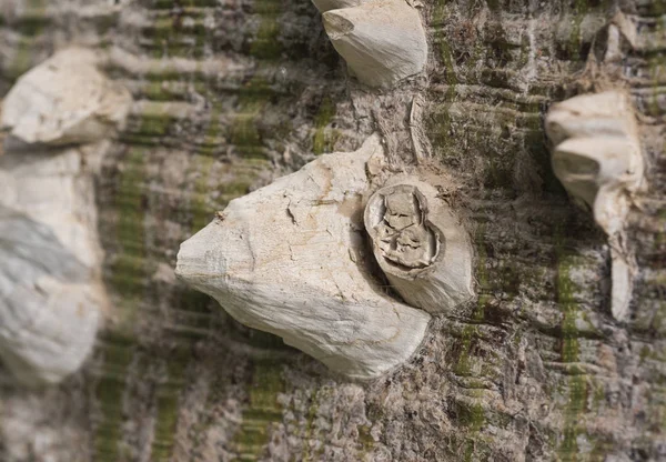 Closeup abstract detail of silk floss tree trunk with thorns — Stock Photo, Image