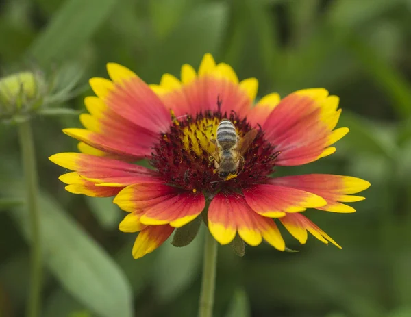 Abeja de miel recogiendo polen en una flor de rueda de fuego amarilla y roja —  Fotos de Stock