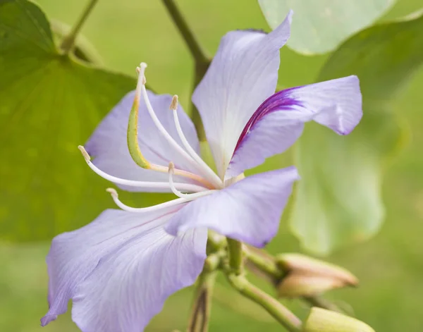 Nahaufnahme eines Orchideenbaums lila Blume — Stockfoto