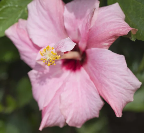 Primo piano di un fiore rosa sinensis ibisco — Foto Stock