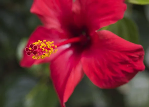 Close-up van een hibiscus rosa-sinensis rode bloem — Stockfoto