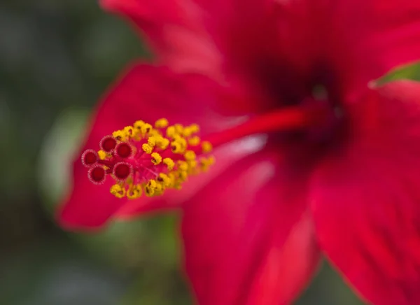 Close-up van een hibiscus rosa-sinensis rode bloem — Stockfoto