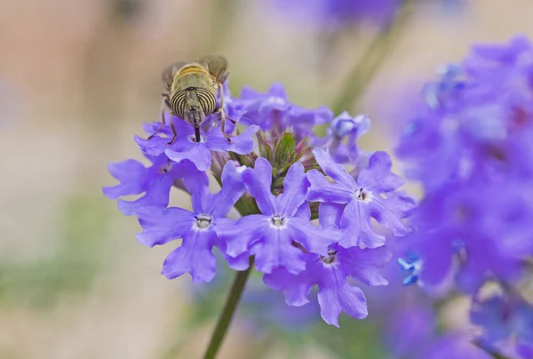 Flor mosca alimentándose de un púrpura Elizabeth Earle flores en el jardín — Foto de Stock