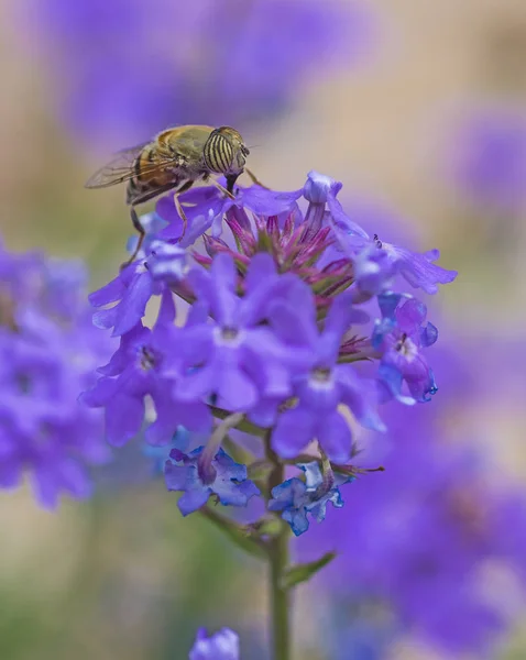 Bahçedeki mor Elizabeth Earle çiçeklerinde beslenen çiçek sineği — Stok fotoğraf