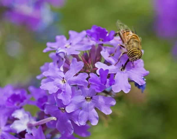 庭の紫色のエリザベスアールの花に餌を与える花のフライ — ストック写真