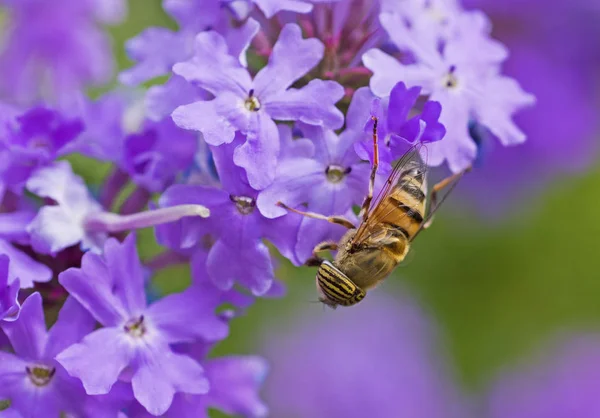 庭の紫色のエリザベスアールの花に餌を与える花のフライ — ストック写真