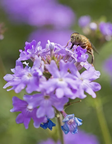 庭の紫色のエリザベスアールの花に餌を与える花のフライ — ストック写真
