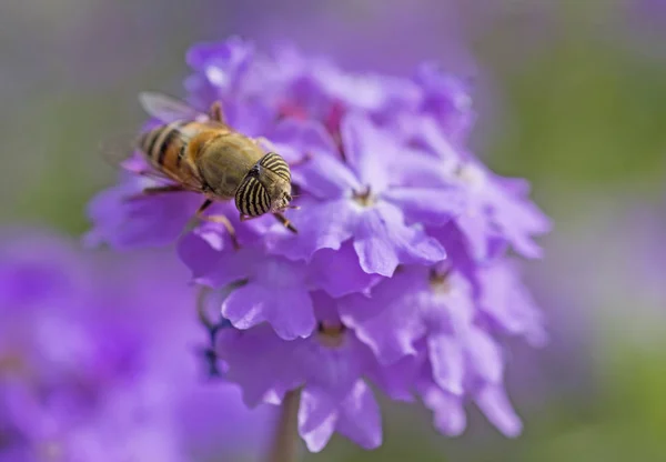 庭の紫色のエリザベスアールの花に餌を与える花のフライ — ストック写真