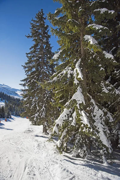 Πανοραμική θέα κάτω χιόνι καλυμμένη πίστα σκι με κωνοφόρα δέντρα — Φωτογραφία Αρχείου
