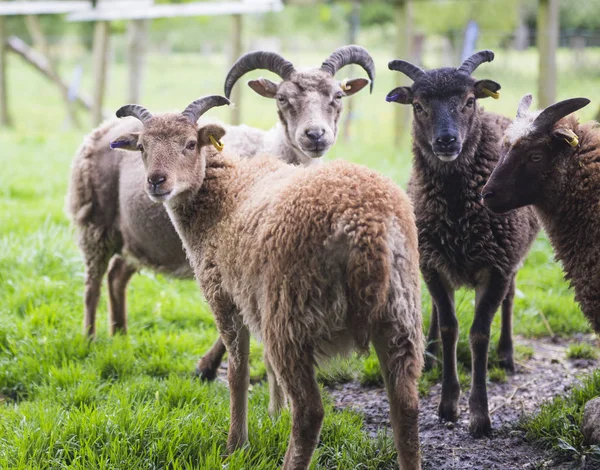 Soay pecore in primo piano campo — Foto Stock