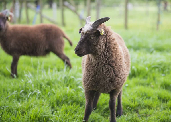 Soay moutons dans le champ gros plan — Photo