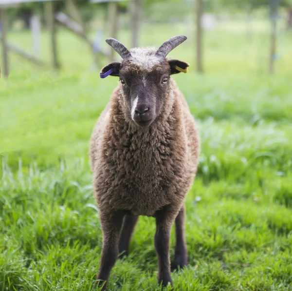 Сой овец в поле крупным планом — стоковое фото