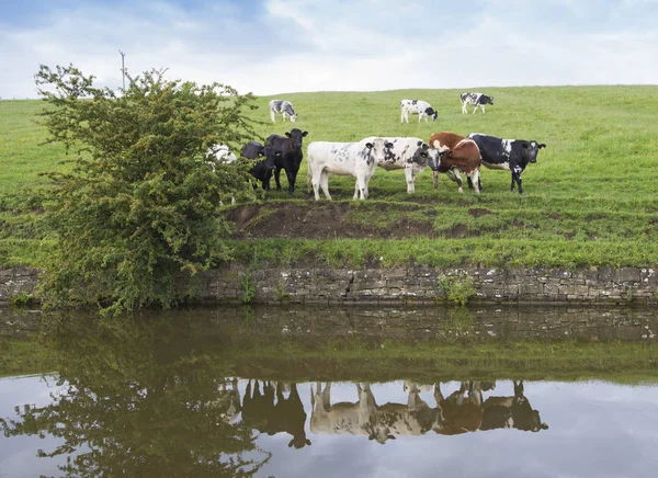 Herd of domestic cattle livestock next to canal in rural setting