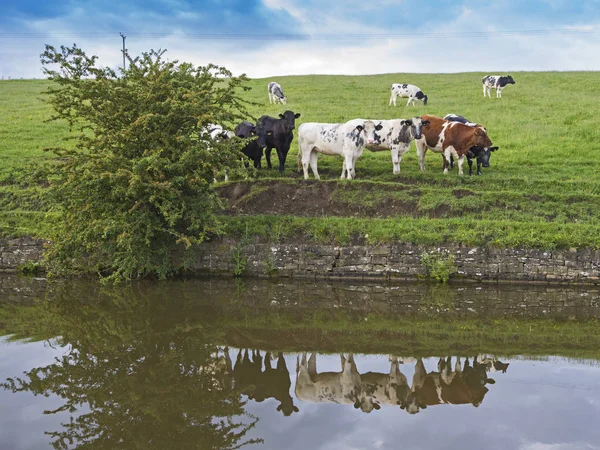 Herde von Hausrindern neben Kanal in ländlicher Umgebung — Stockfoto