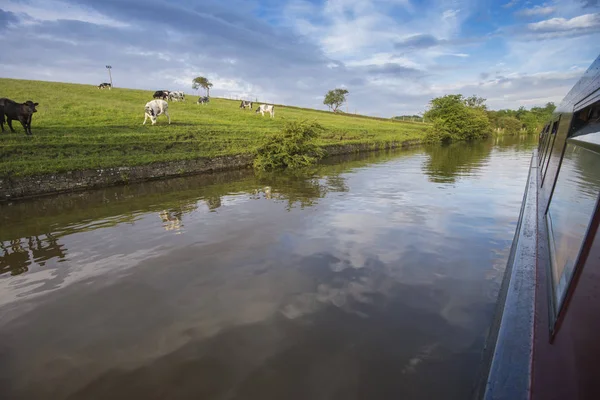 Rebaño de ganado doméstico junto al canal en un entorno rural — Foto de Stock