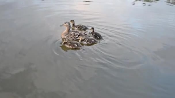 Matka Divoká Kachna Čtyři Duckliny Anas Platyrhynchos Plavání Vodě — Stock video