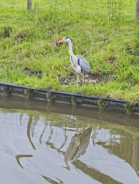 Heron szary stał na brzegu kanału — Zdjęcie stockowe