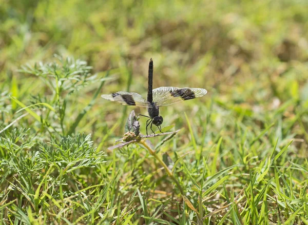 Dettaglio primo piano della libellula Dragonlet alata a fascia su lama di gr. — Foto Stock