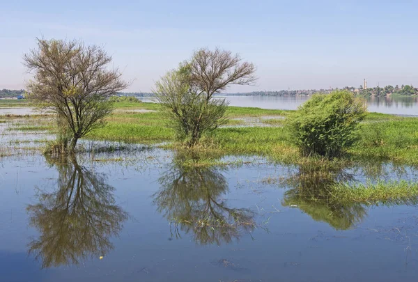 Затопленные луга с деревьями на реке Нил — стоковое фото