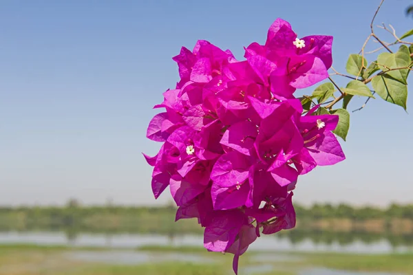 Çiçek açan begonvil bitkisinin yakın plan ayrıntıları — Stok fotoğraf