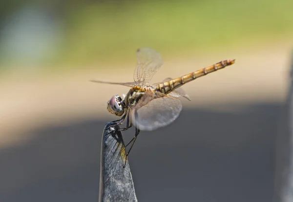 Closeup detail of wandering glider dragonfly on metal post — Stock Photo, Image