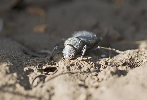 African scarab beetle feeding on soil — Stock Photo, Image