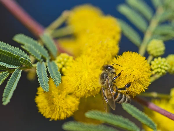 Honigbiene auf gelber Blume im Garten — Stockfoto