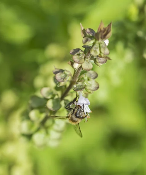 Honigbiene auf Blütenknospe im Garten — Stockfoto