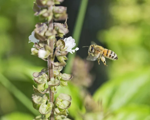 Çiçek açan bitkinin yanında uçuşan bal arısı — Stok fotoğraf