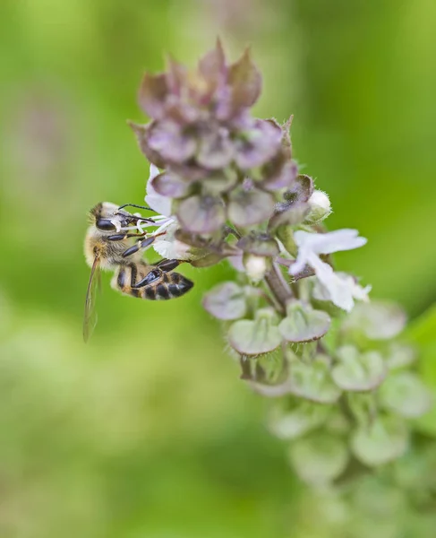 Abeja de miel cubierta de capullo en el jardín — Foto de Stock