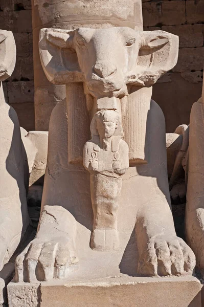 Antigua Estatua Esfinge Piedra Con Cabeza Carnero Egipcio Templo Karnak — Foto de Stock