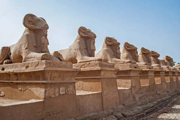 Oude Egyptische Ram Hoofd Stenen Sfinx Beelden Een Rij Bij — Stockfoto