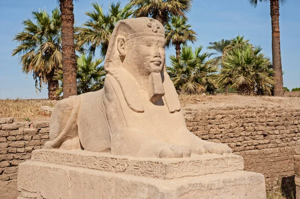 Esfinge Egípcia Antiga Contra Fundo Céu Azul Com Palmeira Templo — Fotografia de Stock