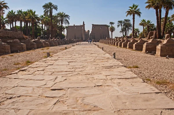 Αρχαία Αιγυπτιακή Λεωφόρος Των Σφίγγων Στην Είσοδο Δρόμο Προς Ναό — Φωτογραφία Αρχείου