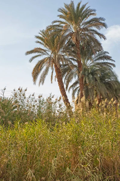 Krajinná Scéna Venkovské Krajiny Egyptě Africké Datem Palmy Trávě Rákosí — Stock fotografie