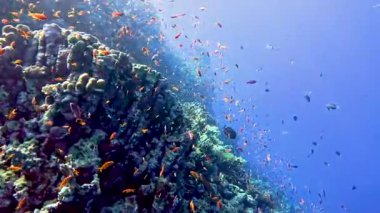 Kızıl Deniz 'de duvarda yüzen anthias sürüleriyle çarpıcı tropikal mercan resifi manzarası
