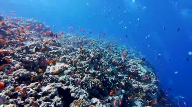Kızıl Deniz 'de duvarda yüzen anthias sürüleriyle çarpıcı tropikal mercan resifi manzarası