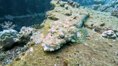 Timsah ikilemi dev düz başlı Cymbacephalus Beauforti tropikal resif sualtı gemi enkazında saklanıyor.