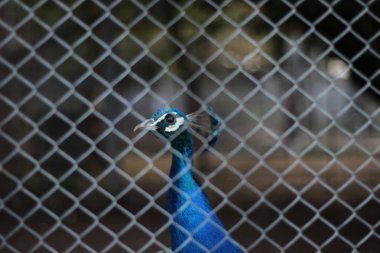 Tavuskuşu dünyanın en güzel hayvanlarından biridir. Chengdu 'da bir tavus kuşu buldum.,