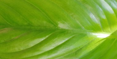 Yeşil yaprak dokusu. Yaprak dokusu arkaplan ağacı, güzellik, manzara, açık hava, yaşam tarzı, çimen yapısı desenli çevre