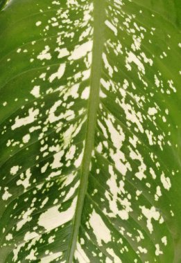 Yeşil yaprak dokusu. Yaprak dokusu organik, duvar kağıdı, orman, yeşillik, temiz, gür, ağaç, güzellik, manzara, açık hava, yaşam biçimi çimen dokulu çevre yapısı grunge elementinin tazeliği b