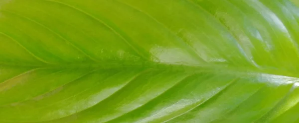 Grön Bladstruktur Leaf Textur Bakgrund Träd Skönhet Landskap Utomhus Livsstil — Stockfoto